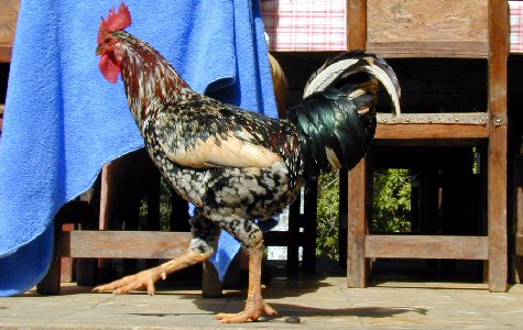 RamboTour-31.jpg 49.27 K