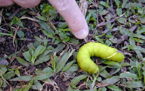 RamboTour-32.jpg 57.90 K