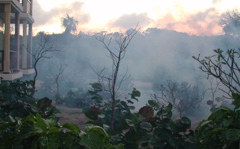 Services-fogging-3.jpg 32.00 K